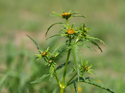 bidens radiata