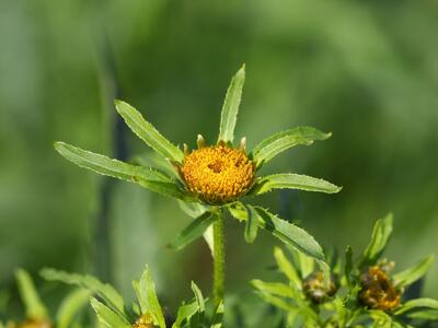 bidens radiata detail