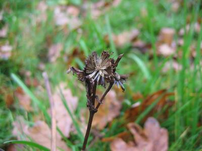 bidens tripartita reif