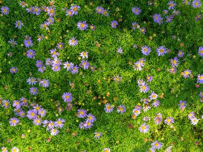 brachyscome multifida habitus