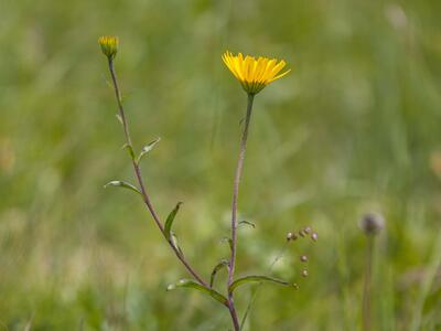 buphthalmum salicifolium