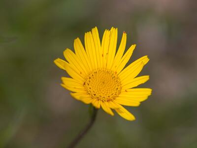 buphthalmum salicifolium detail