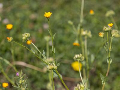 calendula arvensis