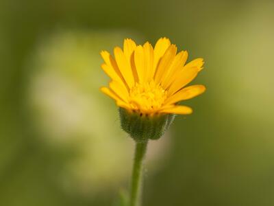 calendula arvensis bluete