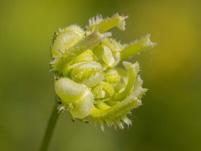 calendula arvensis frucht