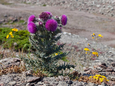 carduus acanthoides