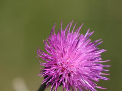carduus defloratus