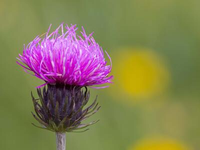 carduus defloratus detail