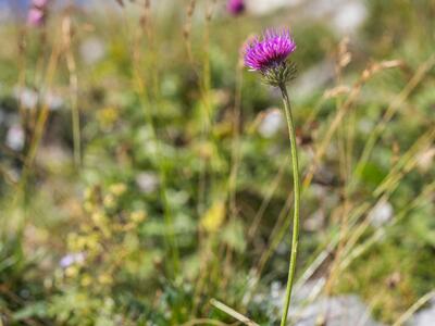 carduus defloratus habitus