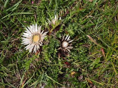 carlina acaulis ssp acaulis