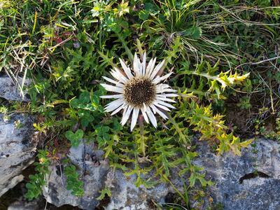 carlina acaulis ssp simplex