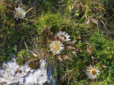 carlina acaulis ssp simplex habitus