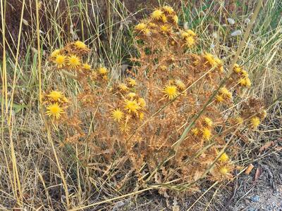 carlina corymbosa