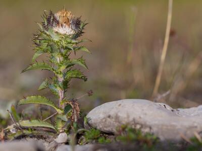 carlina vulgaris ssp stricta