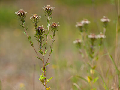 carlina vulgaris ssp vulgaris