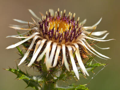 carlina vulgaris ssp vulgaris detail