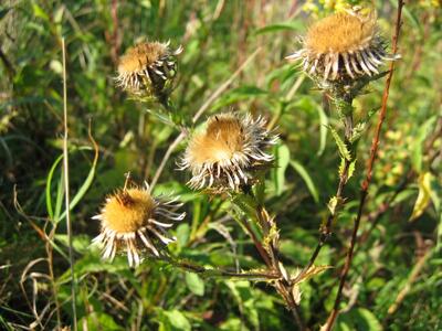 carlina vulgaris ssp vulgaris verblueht