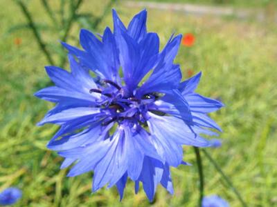 centaurea cyanus