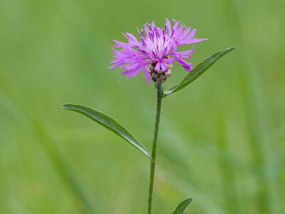 centaurea jacea