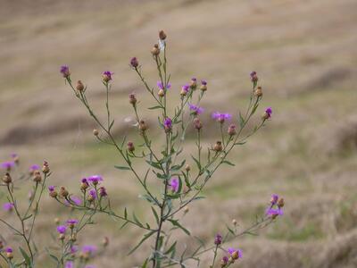 centaurea jacea habitus