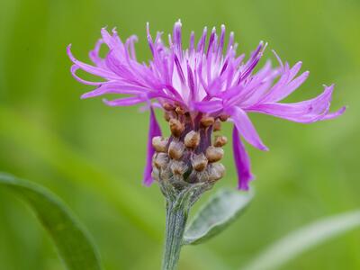 centaurea jacea seite