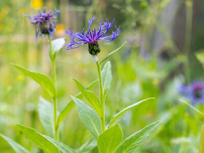 centaurea montana