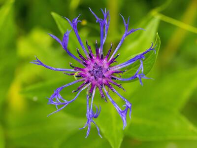 centaurea montana detail