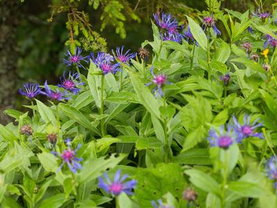 centaurea montana habitus