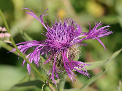 centaurea nervosa