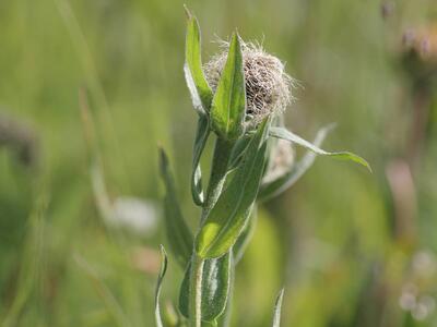 centaurea nervosa habitus