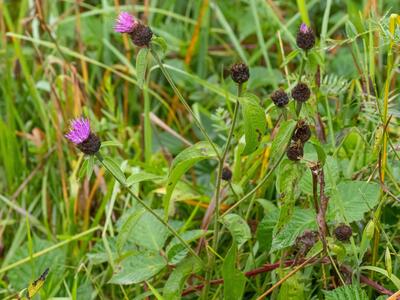 centaurea nigra