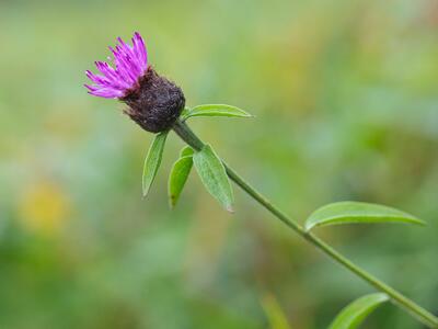 centaurea nigra detail