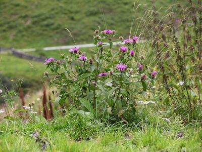 centaurea pseudophrygia