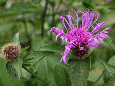 centaurea pseudophrygia detail