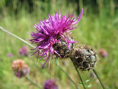 centaurea scabiosa