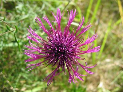 centaurea scabiosa detail