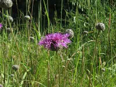 centaurea scabiosa habitus