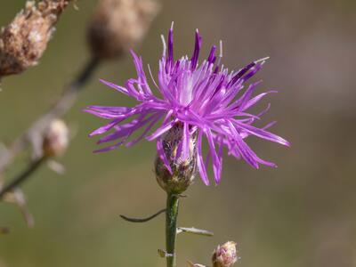 centaurea stoebe bluete