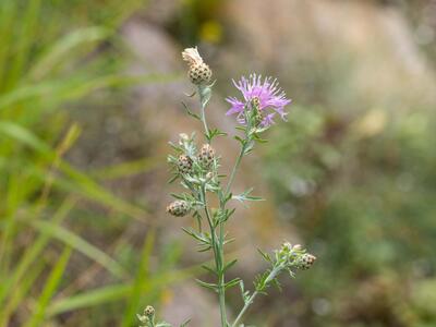 centaurea stoebe habitus