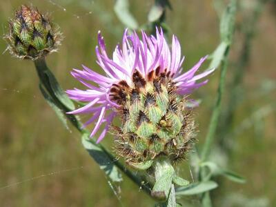 centaurea stoebe huellblaetter