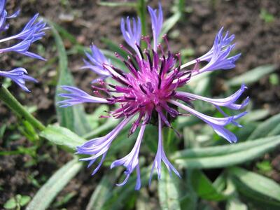 centaurea triumfettii