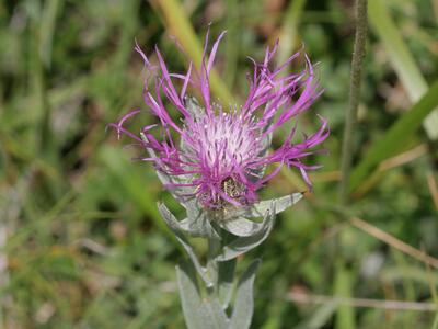 centaurea uniflora