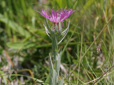 centaurea uniflora habitus