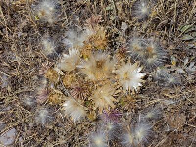 centaurea urvillei habitus