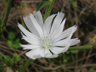 cichorium intybus