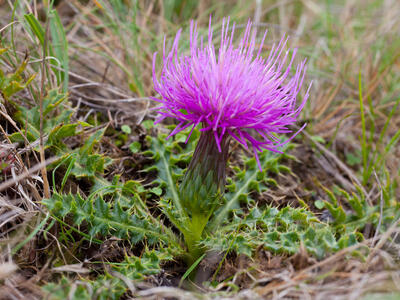 cirsium acaule