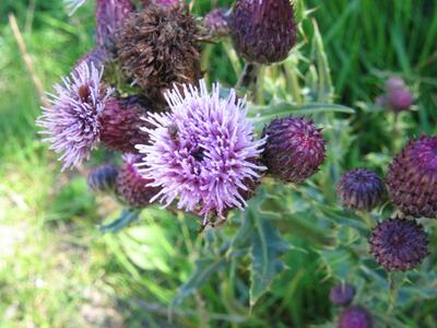 cirsium arvense bluete