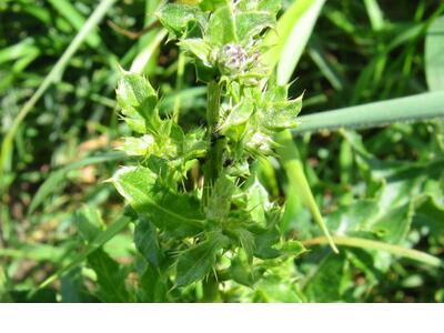 cirsium arvense jung