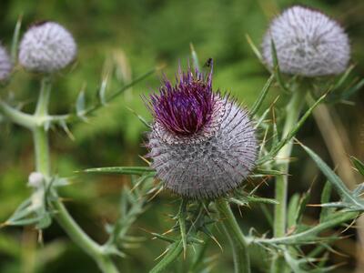 cirsium eriophorum