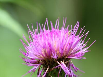 cirsium helenioides